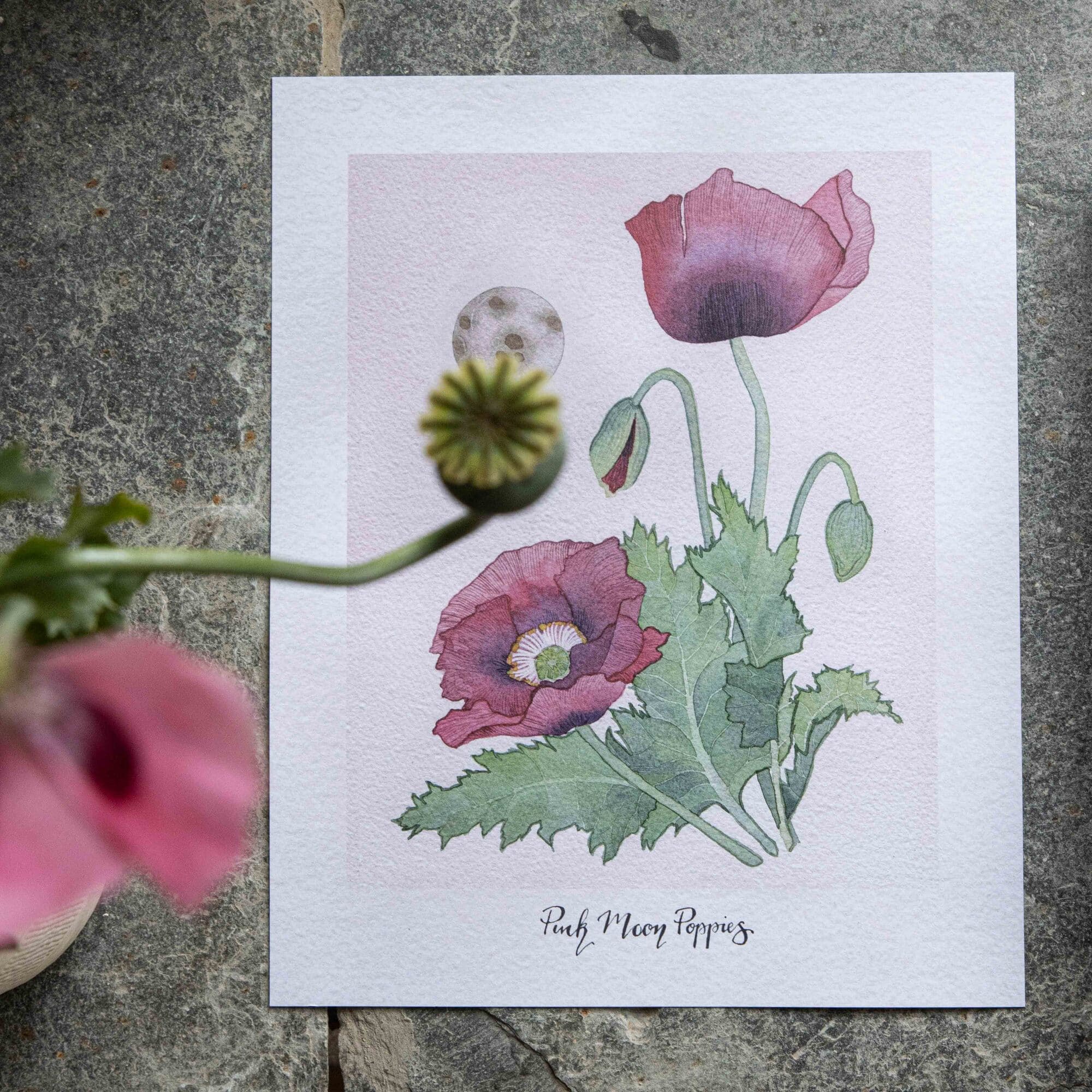 Pink Moon Poppies