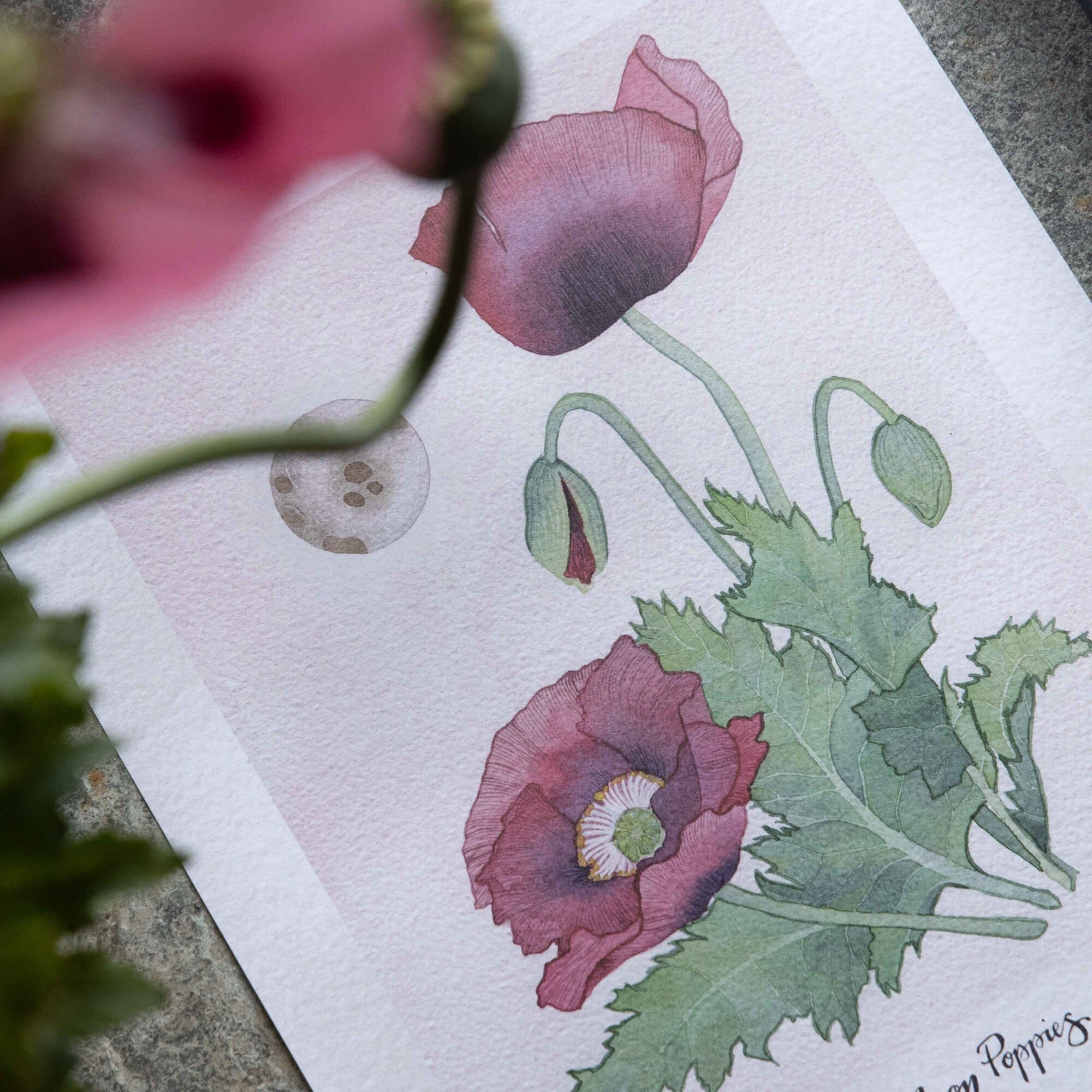 2026 | Complete Moon Collection